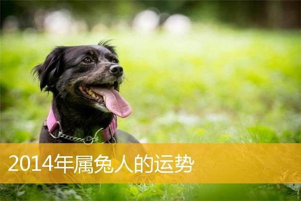 属兔17年运势(2018年属兔运势)