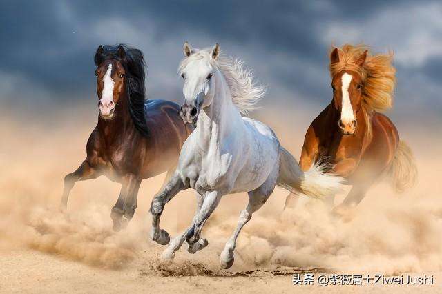 兔与马属性合不合婚(兔与马属性合不合婚配)